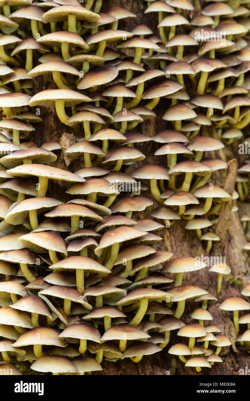 Nahaufnahme der Baum Pilze aus Neuschoenau im Nationalpark Bayerischer Wald in Bayern, Deutschland Stockfoto