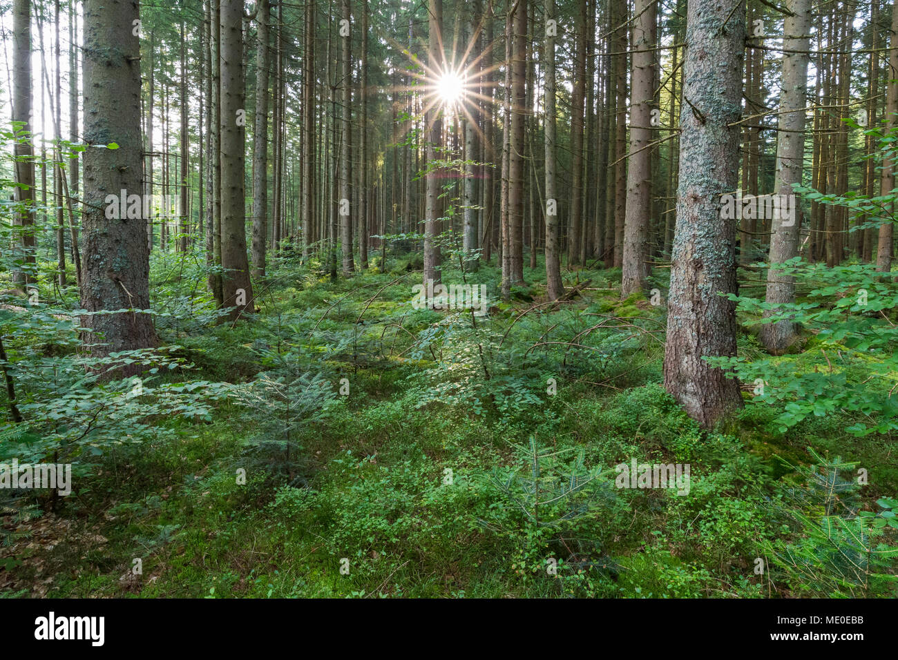 Wald mit Sonne in Neuschoenau im Nationalpark Bayerischer Wald in Bayern, Deutschland Stockfoto