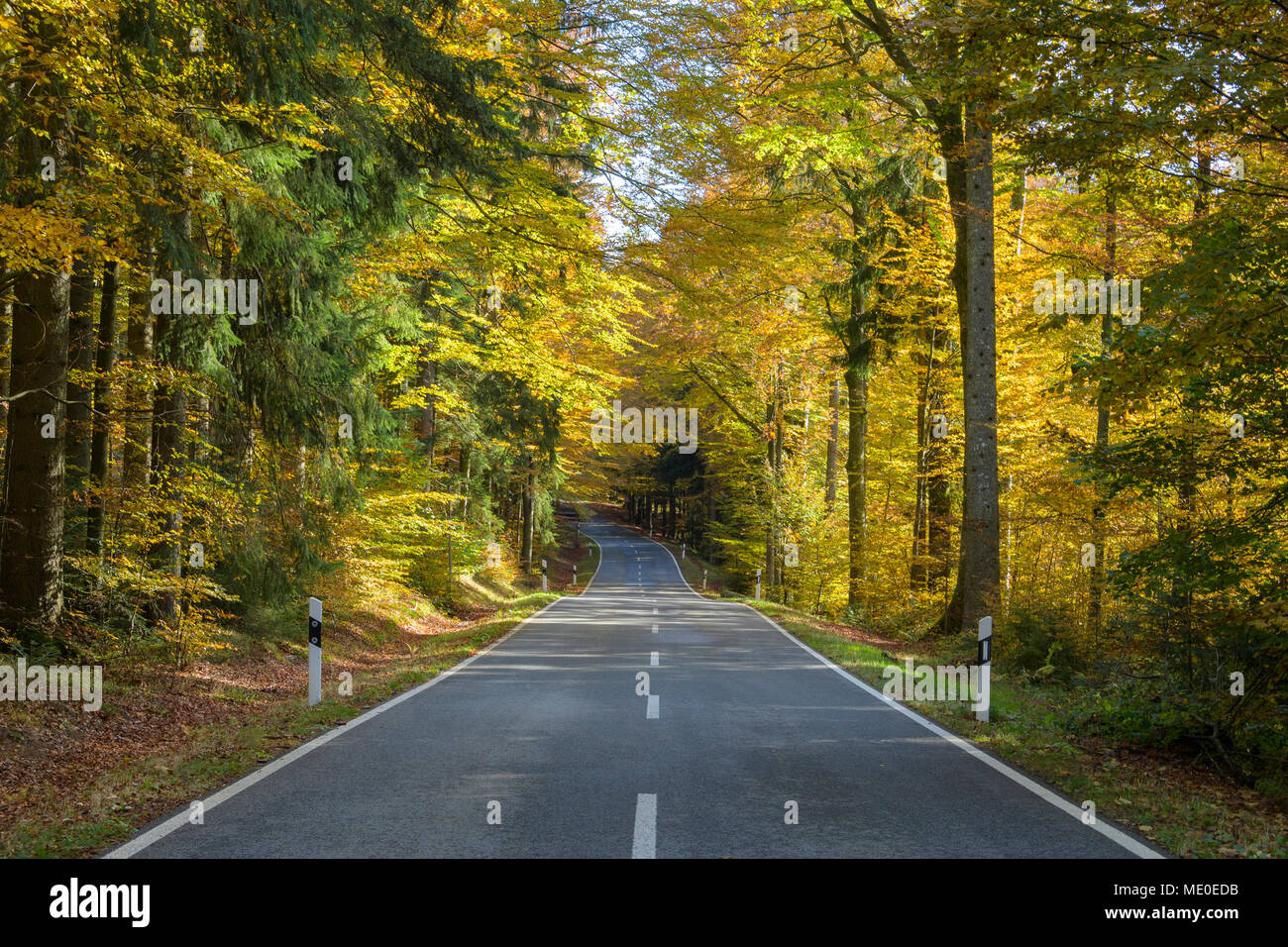 Waldweg im Herbst in Spiegelau im Nationalpark Bayerischer Wald in Bayern, Deutschland Stockfoto