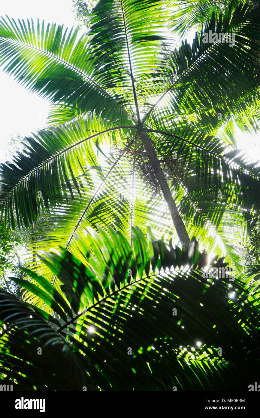Nahaufnahme der Unterseite der Palmen Gegenlicht der Sonne in Australien Stockfoto