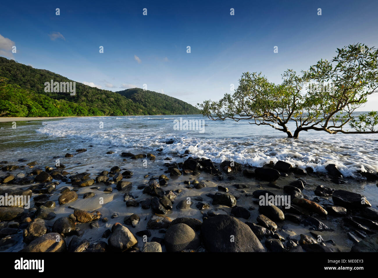 Mangrove Tree und Felsen am Strand mit Surf in Cape Tribulation, Queensland, Australien Stockfoto