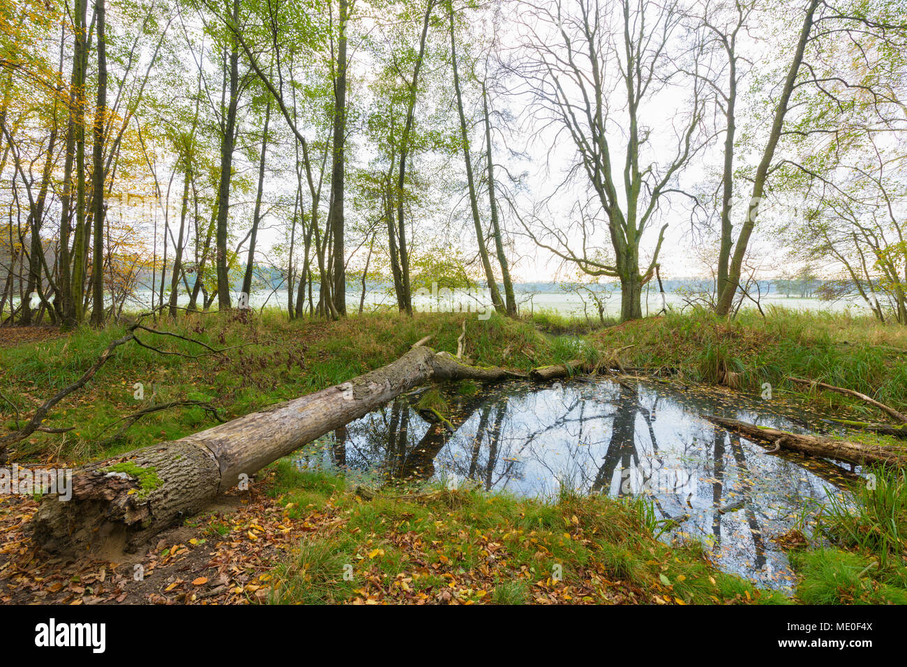 Teich mit gefallenen Baum im Wald im Herbst in Hessen, Deutschland Stockfoto