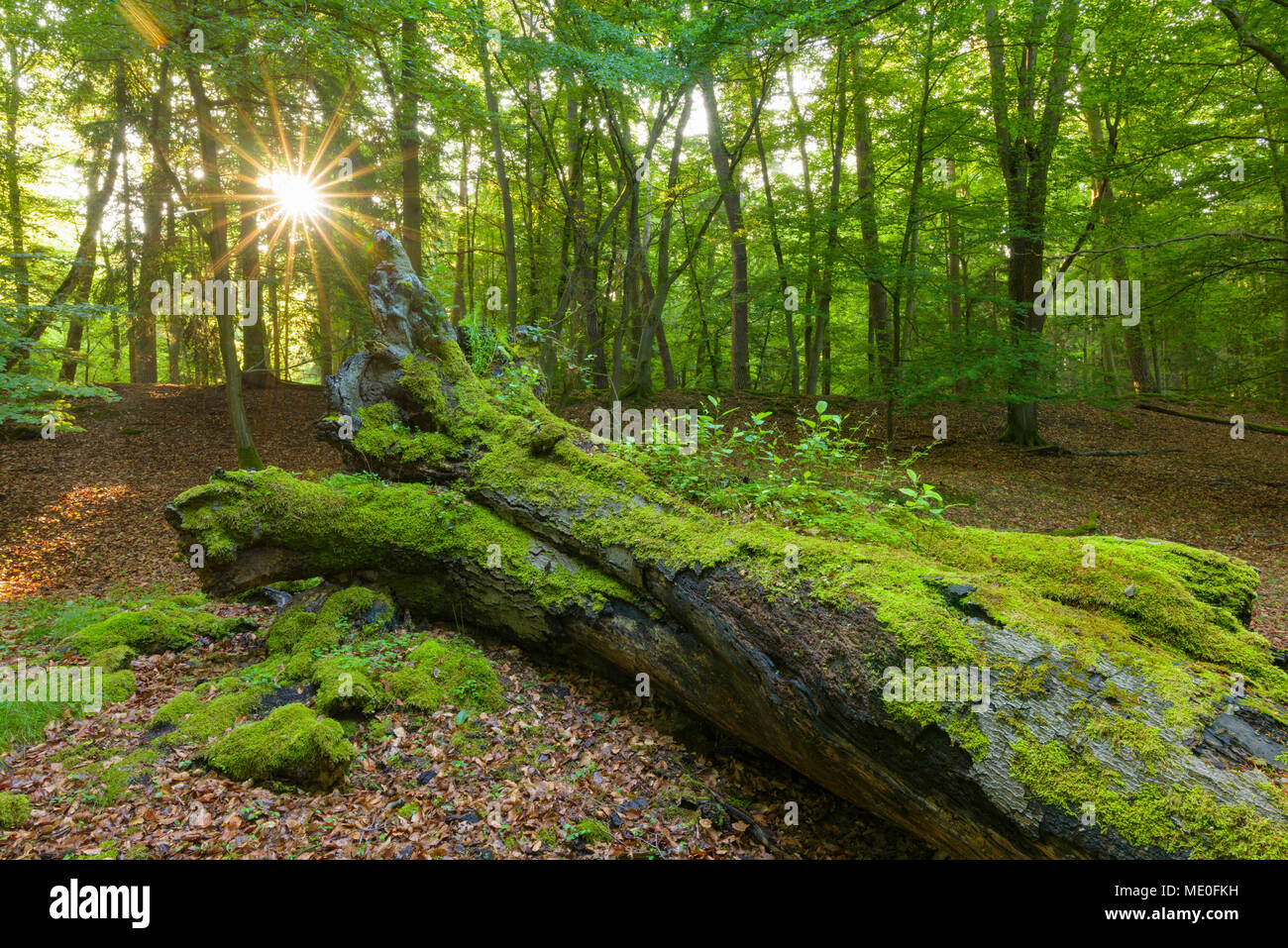 Alte, gefallenen Baumstamm in Moos im Wald mit Sonne scheint durch Bäume in Hessen, Deutschland Stockfoto