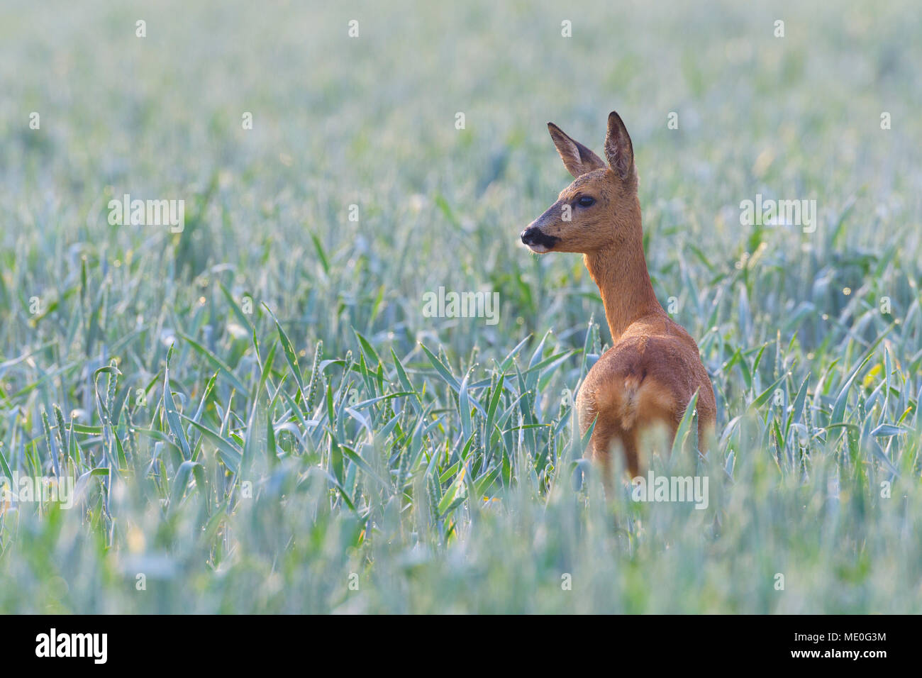 Weiblich, Western Reh (Capreolus capreolus) im Kornfeld in die Ferne in Hessen, Deutschland Suche Stockfoto