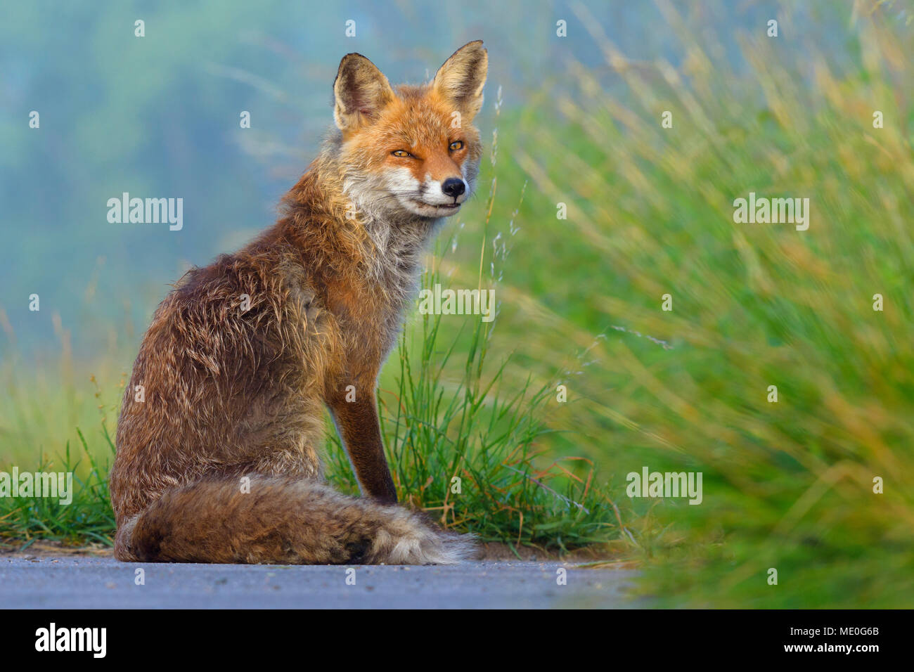 Portrait von Red Fox (Vulpes vulpes) sitzen im Gras misstrauisch in die Kamera im Sommer in Hessen suchen, Deutschland Stockfoto