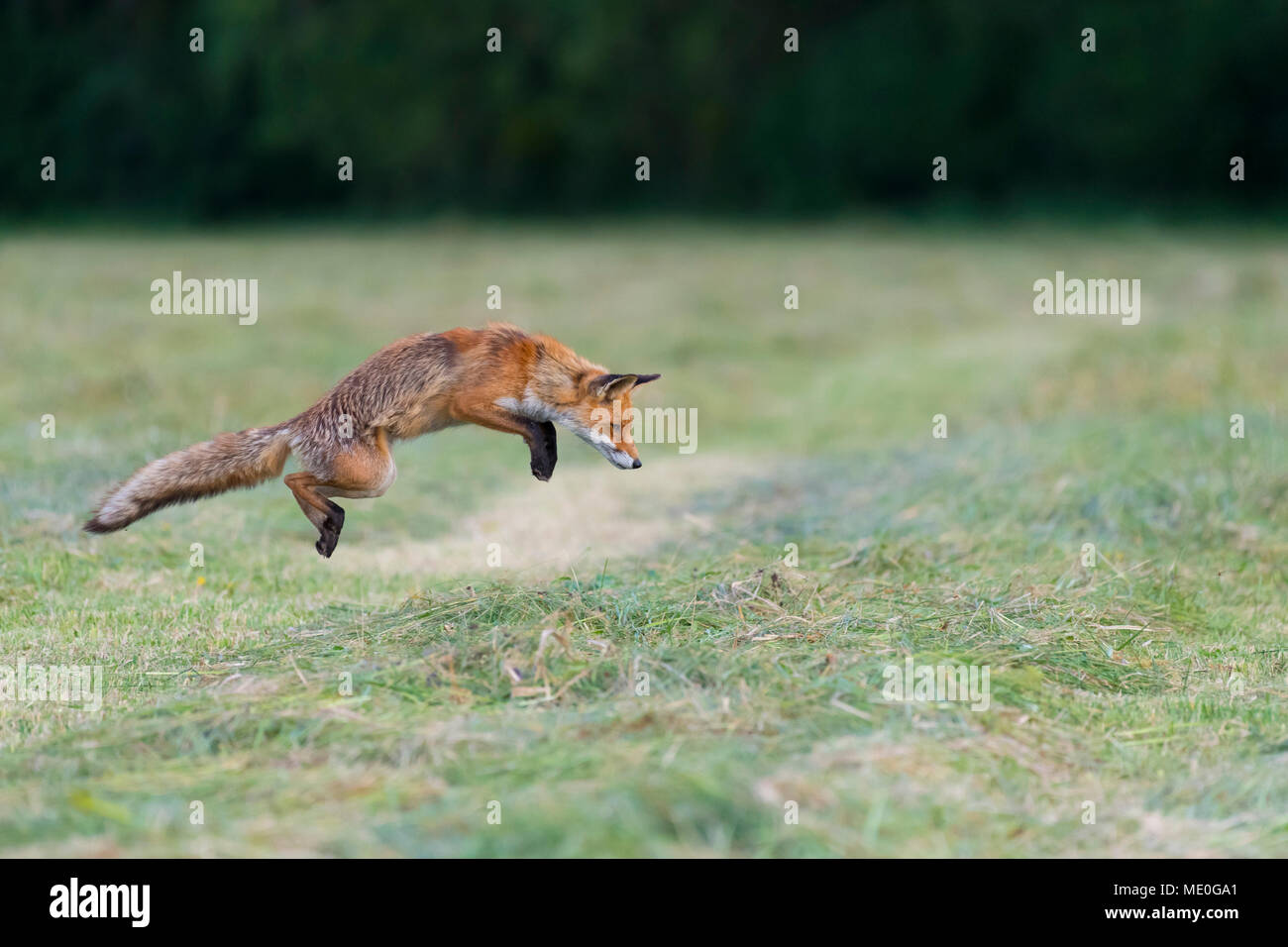 Profil von Red Fox (Vulpes vulpes) springen in die Luft auf eine gemähte Wiese in Hessen, Deutschland Stockfoto