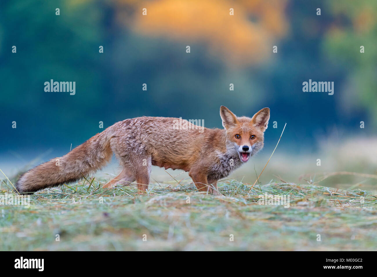 Portrait von Red Fox (Vulpes vulpes) stehen auf einer gemähten Wiese auf Kamera und schreiend in Hessen, Deutschland Stockfoto
