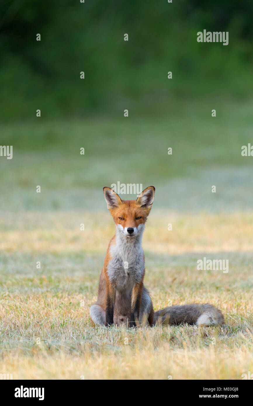 Porträt eines Red Fox (Vulpes vulpes) sitzen auf gemähte Wiese mit Blick auf die Kamera im Sommer in Hessen, Deutschland Stockfoto