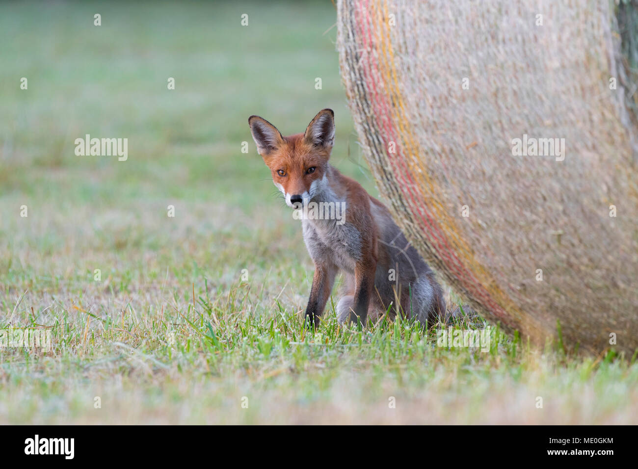 Nahaufnahme Porträt einer Red Fox (Vulpes vulpes) hinter einem Heuballen im Sommer in Hessen, Deutschland Stockfoto