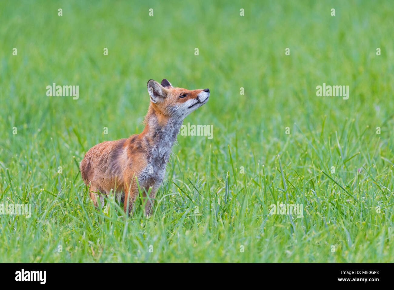 Red Fox (Vulpes vulpes) riecht die Luft beim Stehen auf einer Wiese Wiese im Sommer, Hessen, Deutschland Stockfoto