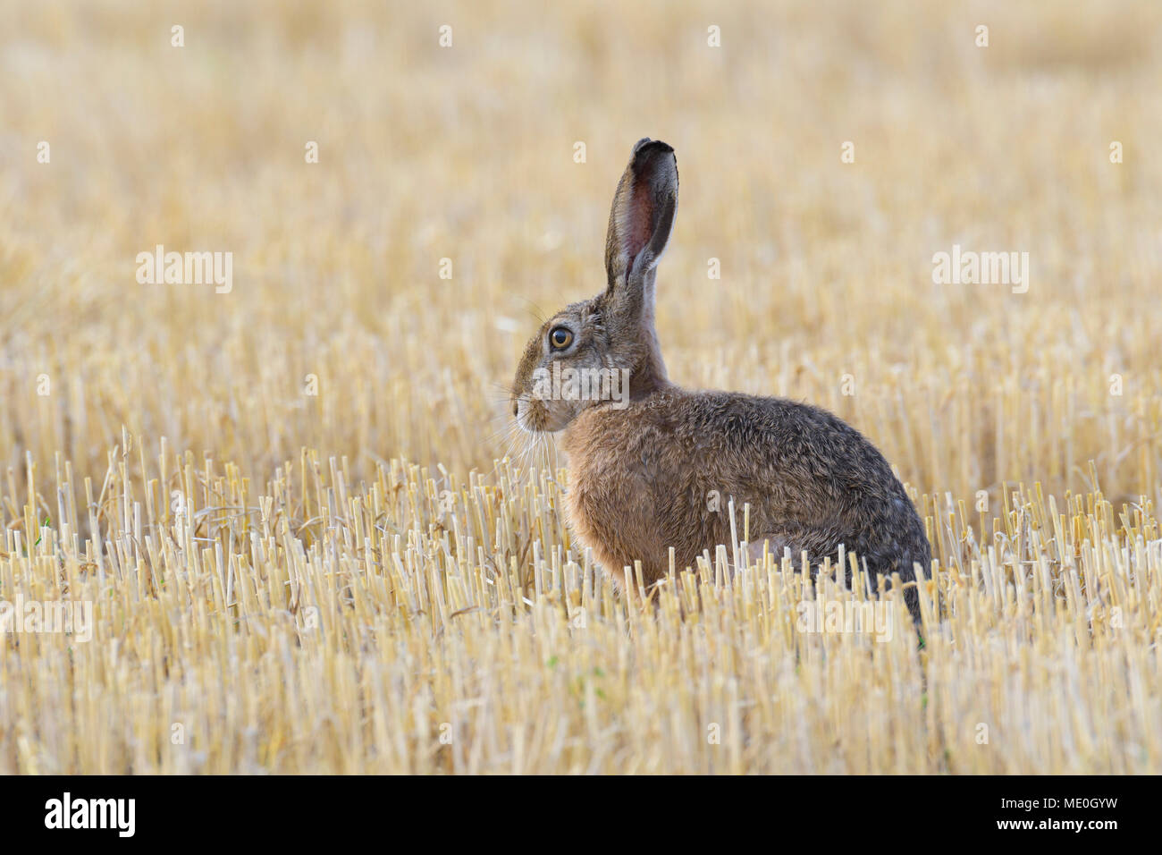 Seitenansicht portrait einer alery Europäische Feldhase (Lepus europaeus) sitzen in einem Drei-tage-Feld in Hessen, Deutschland Stockfoto