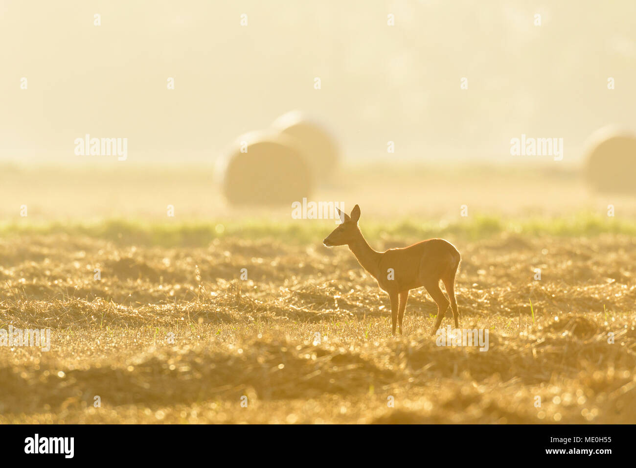 Weiblich, Western Reh (Capreolus capreolus) stehen im stoppel Feld am ersten Morgen Licht in Hessen, Deutschland Stockfoto