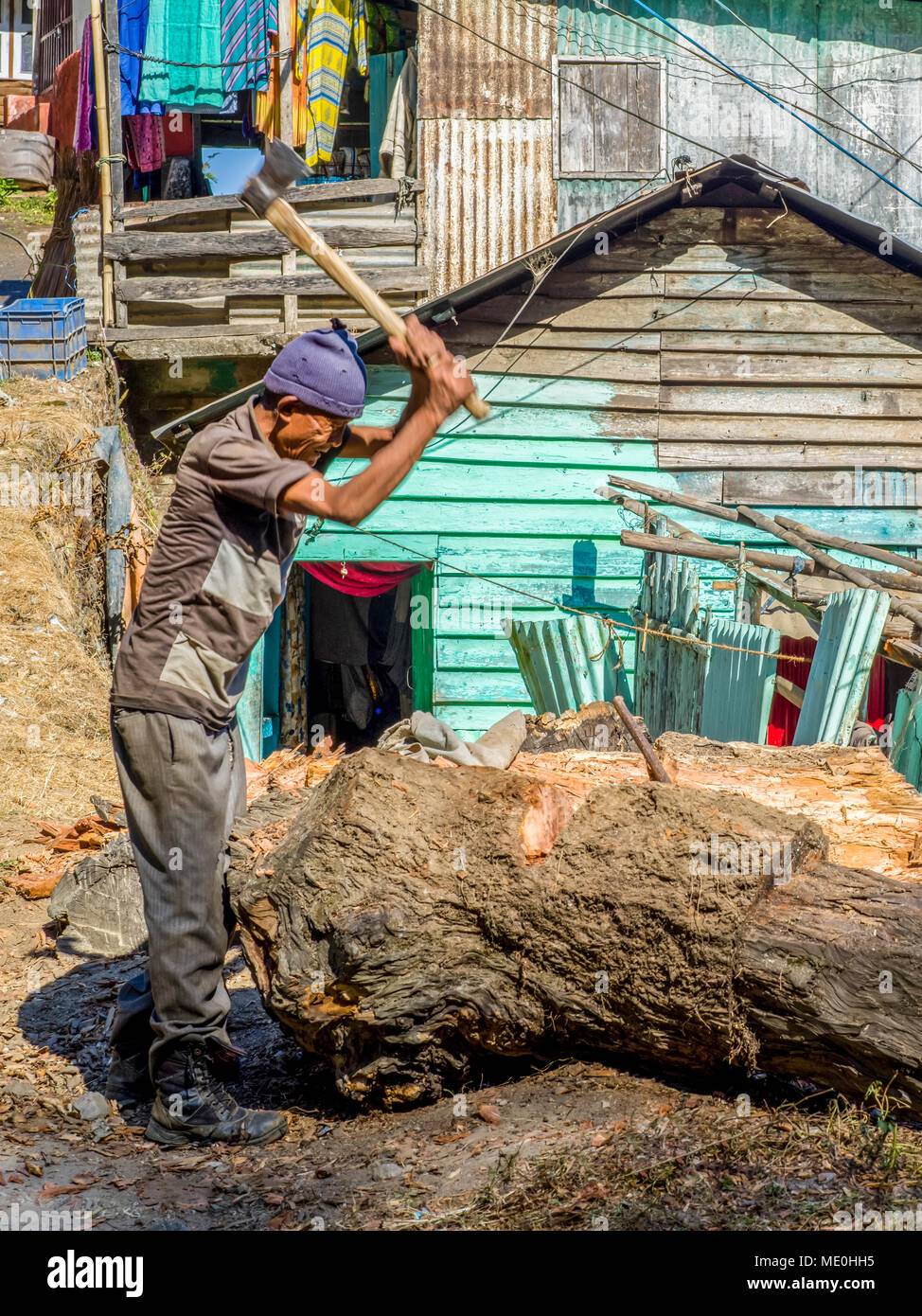 Ein Mann schneidet Rinde aus einem Baumstumpf mit einer Axt; West Bengalen, Indien Stockfoto