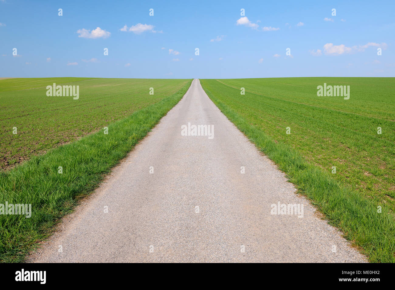 Nahaufnahme einer Straße durch eine Getreide Feld an einem sonnigen Tag im Frühjahr im Burgenland, Österreich Stockfoto
