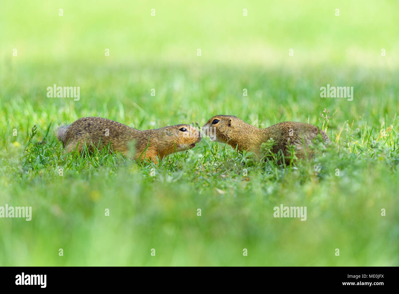 Zwei, Europäisches Eichhörnchen (Spermophilus citellus) Sitzung Nase an Nase im Feld im Burgenland, Österreich Stockfoto