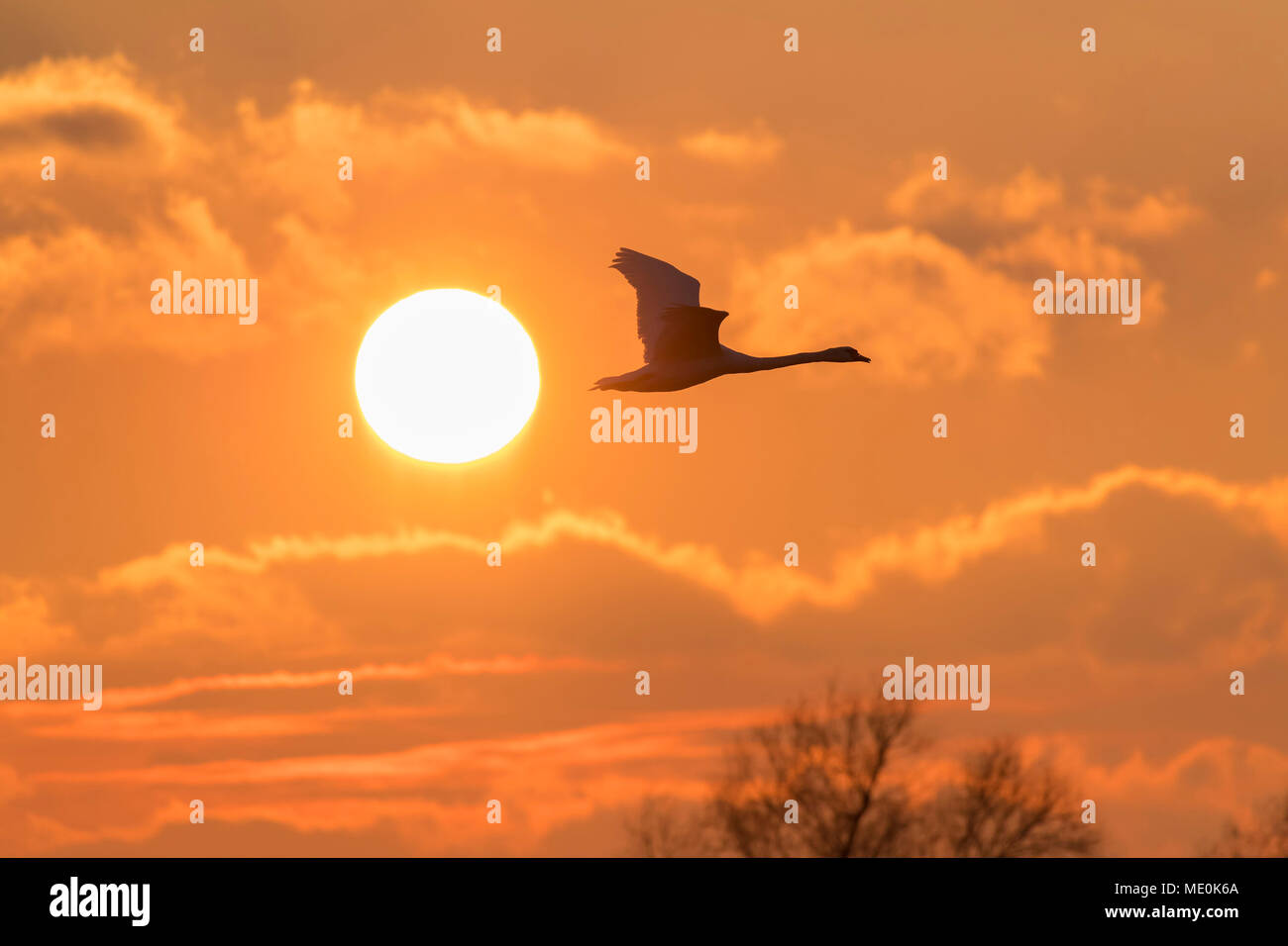 Silhouette der Höckerschwan (Cygnus olor) fliegen im Himmel mit Sonne im Himmel bei Sonnenuntergang, Hessen, Deutschland Stockfoto