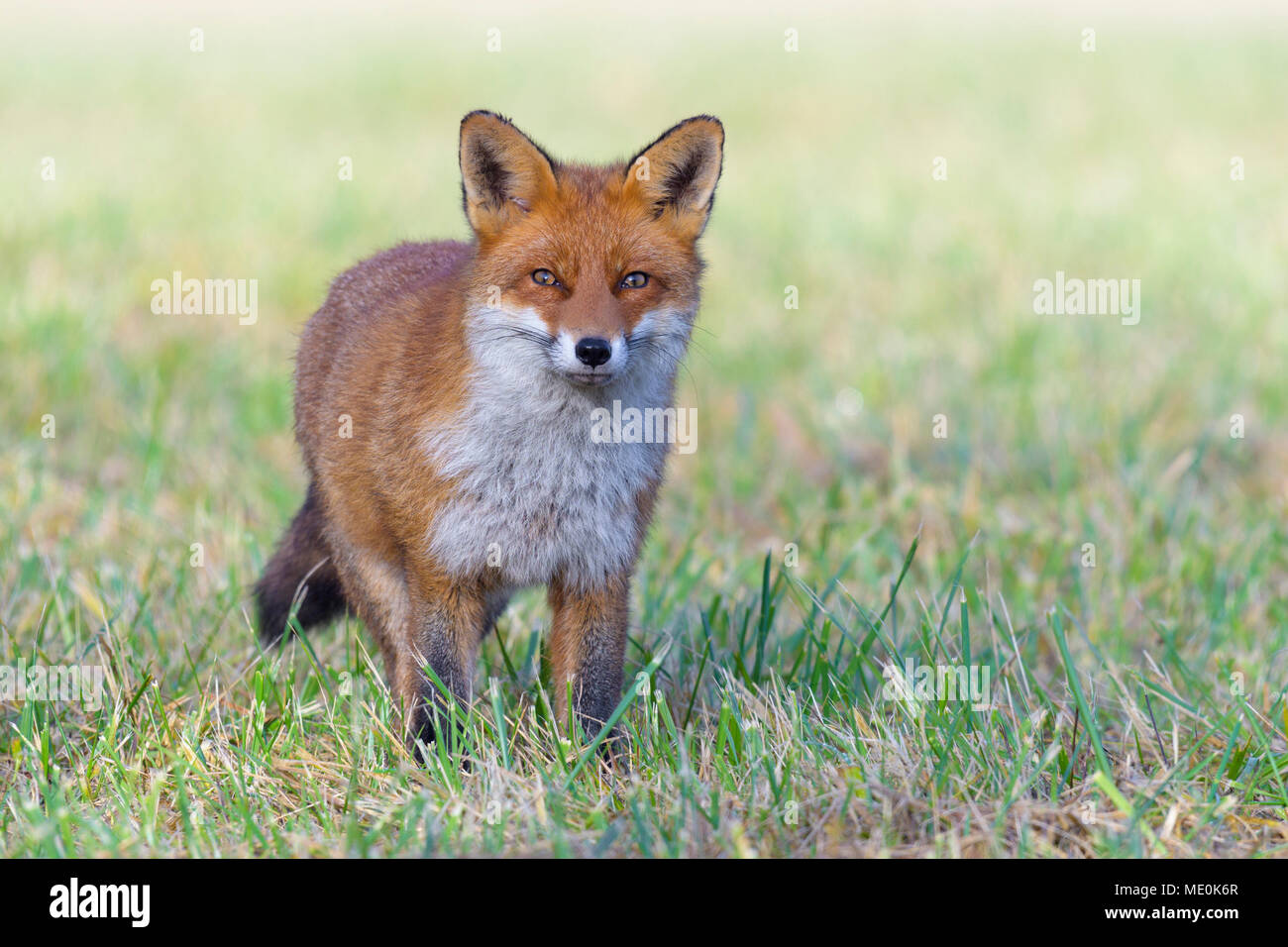 Close-up Portrait von alert Red Fox (Vulpes vulpes) stehen auf einer Wiese und Kamera in Hessen, Deutschland Stockfoto