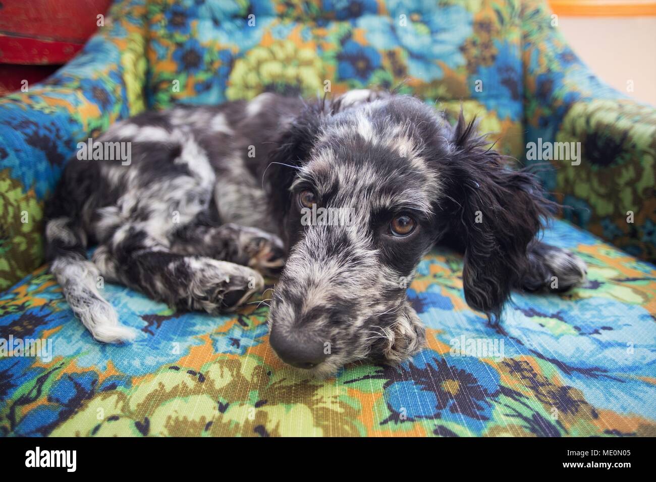 Eine gefleckte Mischling Welpe auf einem geblümten Sessel. Stockfoto