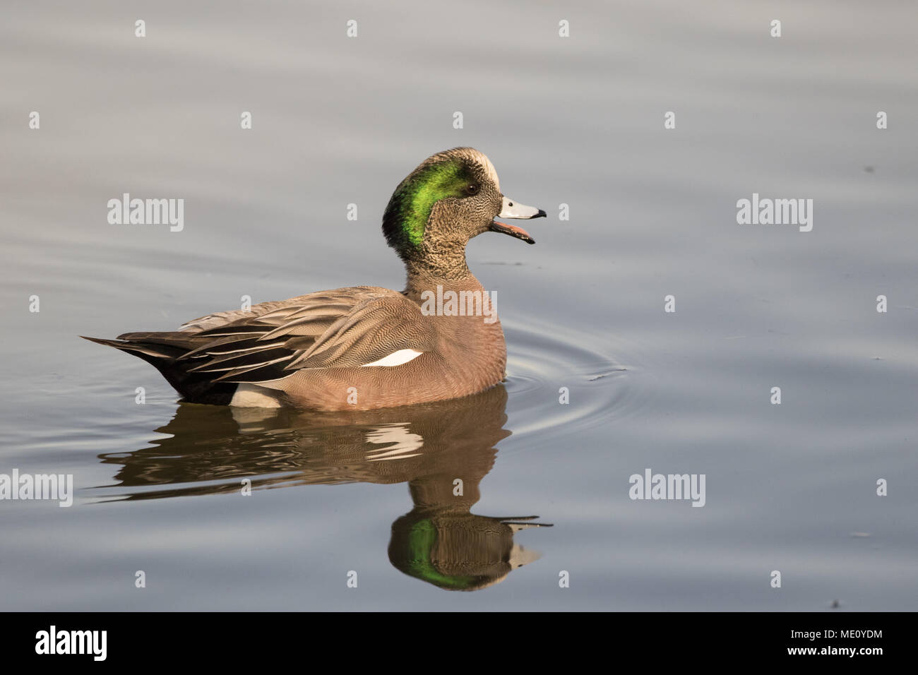 Ein Aufruf von Amerikanischen pfeifente Drake. Stockfoto