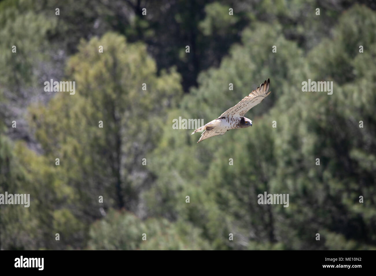 Ein Bonelli Eagle (Aquila Fasciata) im Flug in den Bergen von Casares im südlichen Spanien. Stockfoto