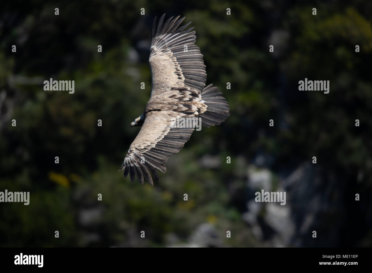 Eurasischen Gänsegeier im Flug in der Sierra Crestillina in den Bergen von Casares, Spanien. Stockfoto