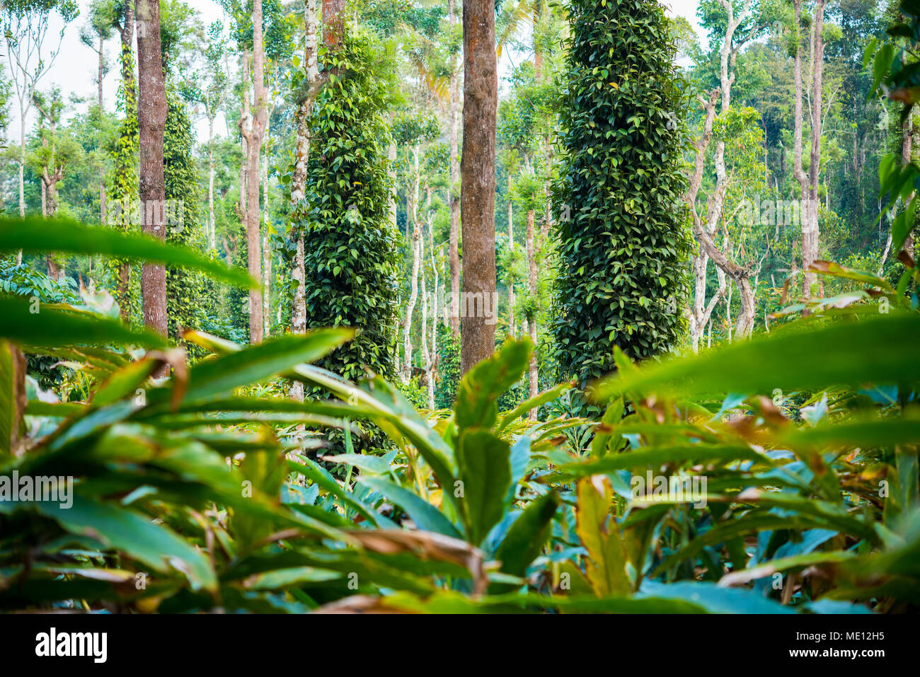 Kardamom Plantage - Kardamom Blätter (im Vordergrund) und schwarzer Pfeffer pflanzen Bäume gewickelt (Kumily, Kerala, Indien) Stockfoto