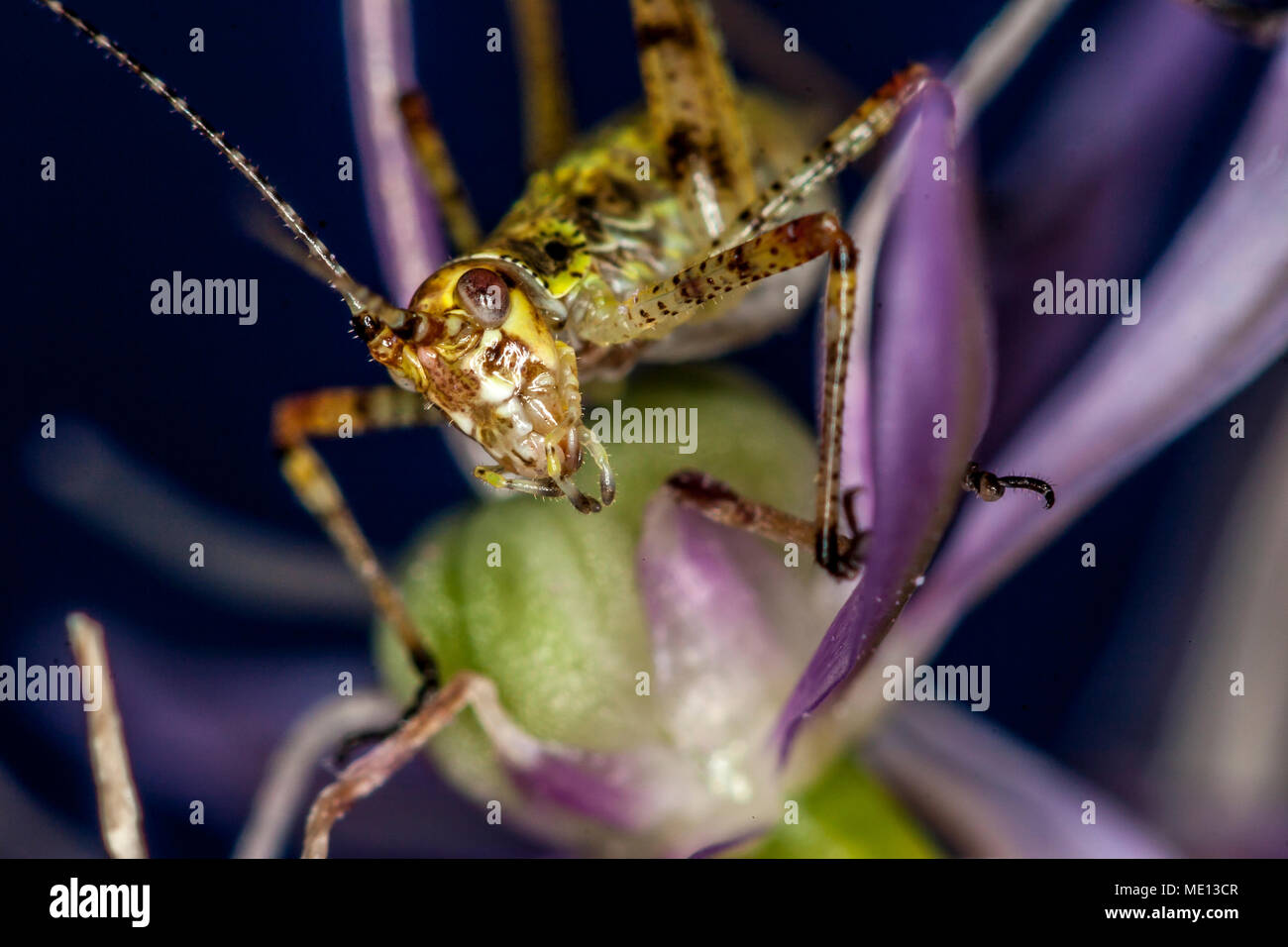 Insekten in der Familie Tettigoniidae werden oft als laubheuschrecken oder katydids Stockfoto