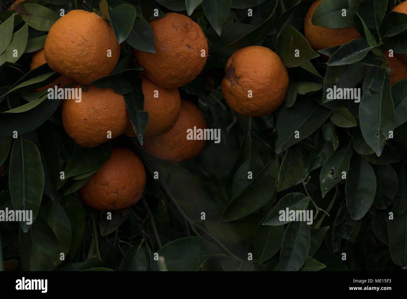 Überwucherte orange Obstgarten in der Nähe von Polis im Landkreis Paphos Zypern, Insel im Mittelmeer, Zypern Stockfoto