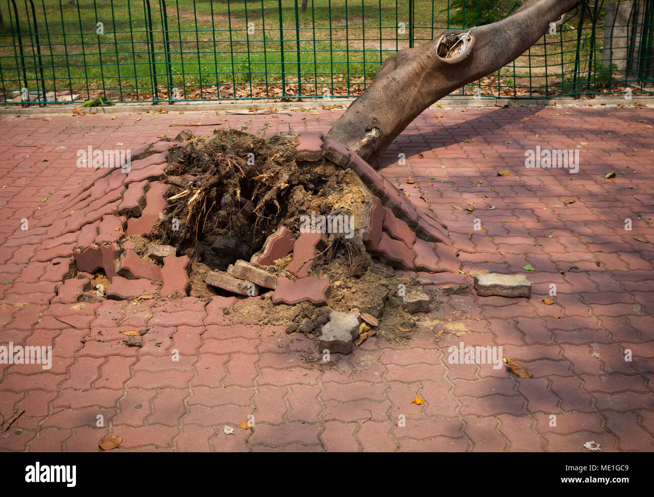 Beschädigung der gefallenen Baum nach dem starken Sturm windig in der Stadt Stockfoto