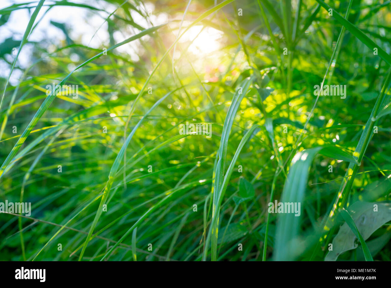 Frische grüne Gras in hellen, sonnigen Tag, abstrakte natürlichen Hintergrund, frühlingsfrische Natur, speichern Sie die Planeten Konzept Stockfoto