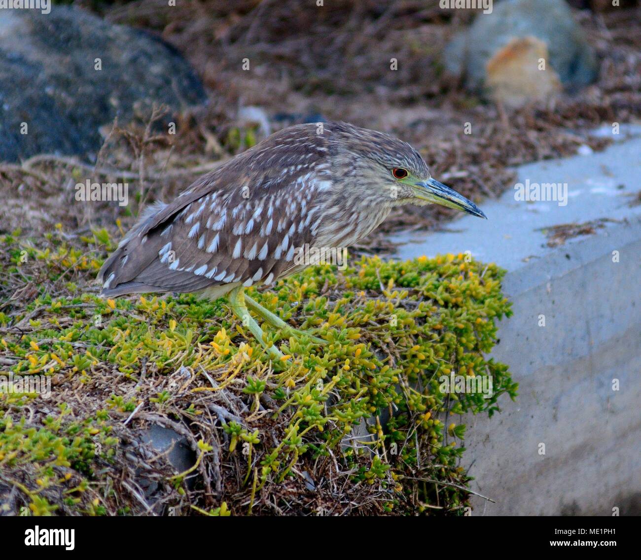 Kinder Schwarz gekrönt Heron Stockfoto