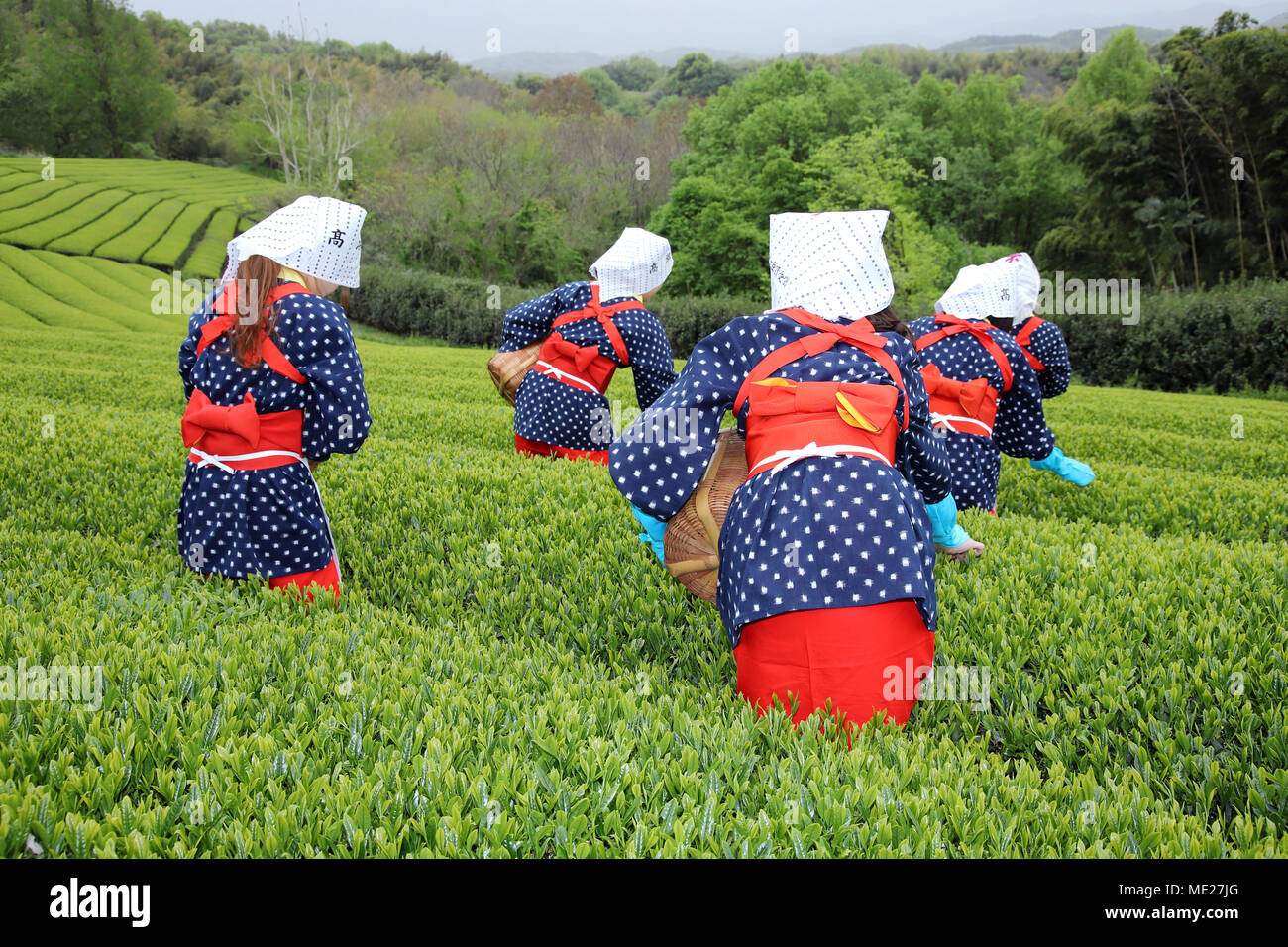 Junge Japanerinnen mit traditioneller Kleidung Kimono Ernte grüner Teeblätter auf Ackerland der Teeplantage Stockfoto