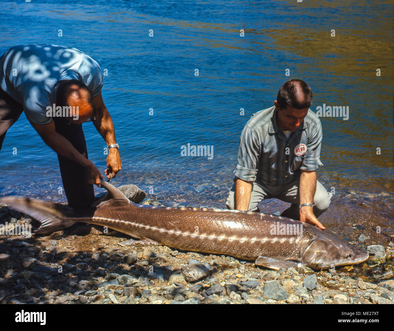 Forscher tag ein juvenal großen weißen Stör für die Freigabe in der Snake River in Hells Canyon, Idaho. Störe Hier haben über 9 Fuß in aufgezeichnet wurden Stockfoto