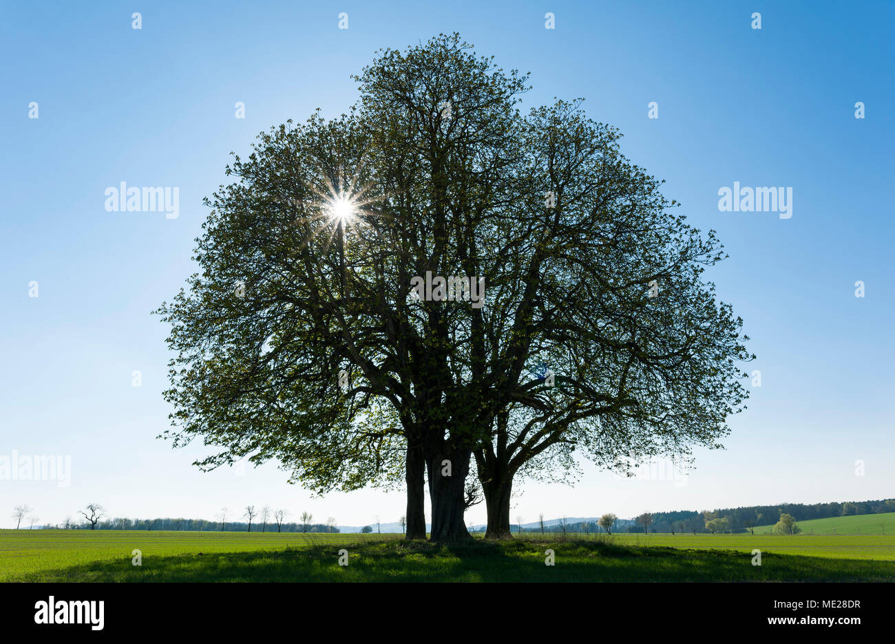 Rosskastanie (Aesculus hippocastanum), Blatt Triebe im Frühjahr, eine Gruppe von Bäumen im Gegenlicht, Thüringen, Deutschland Stockfoto