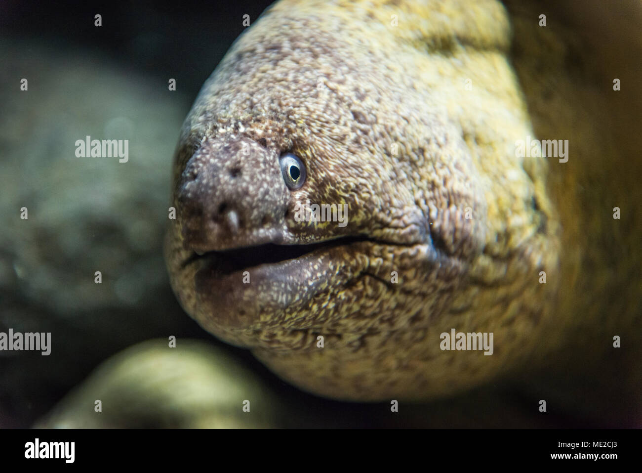 Tier portrait einer Riesenmuräne (Gymnothorax javanicus), Captive Stockfoto