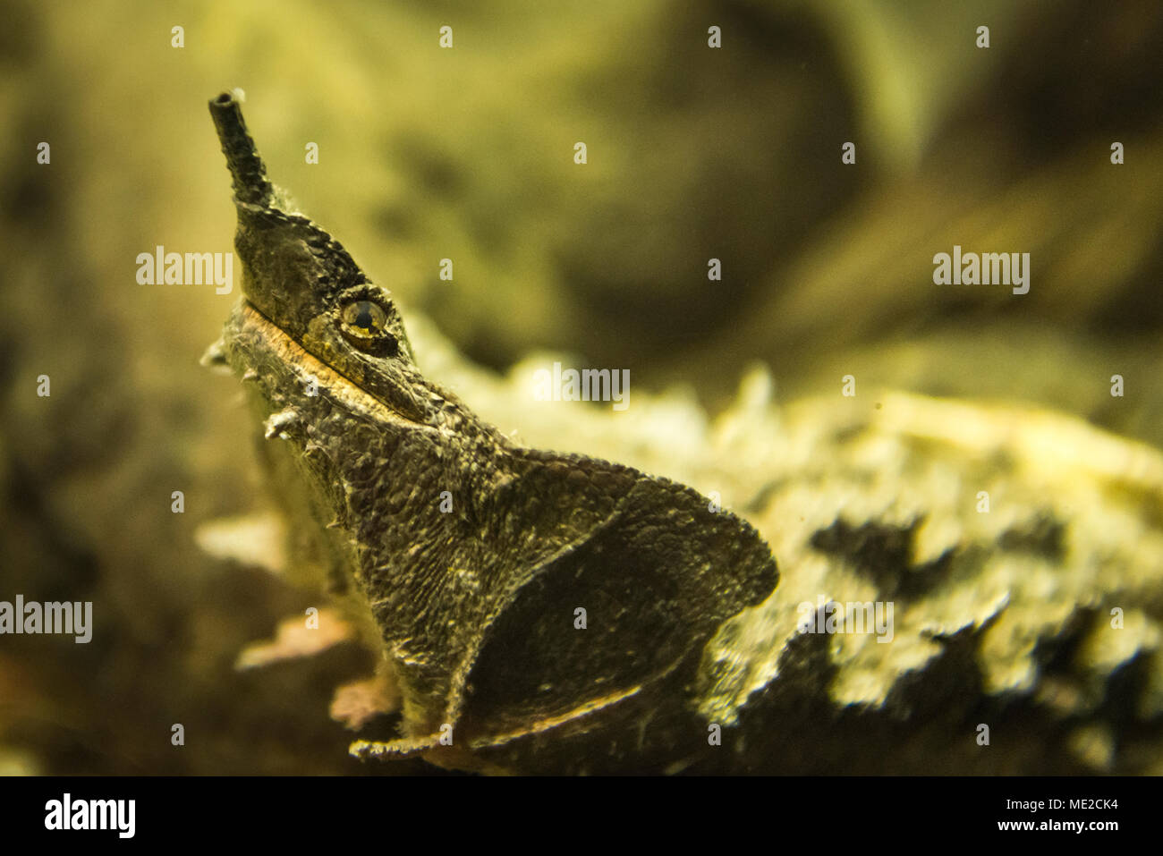 Tier portrait einer Mata Mata (Chelus fimbriatus), Captive Stockfoto