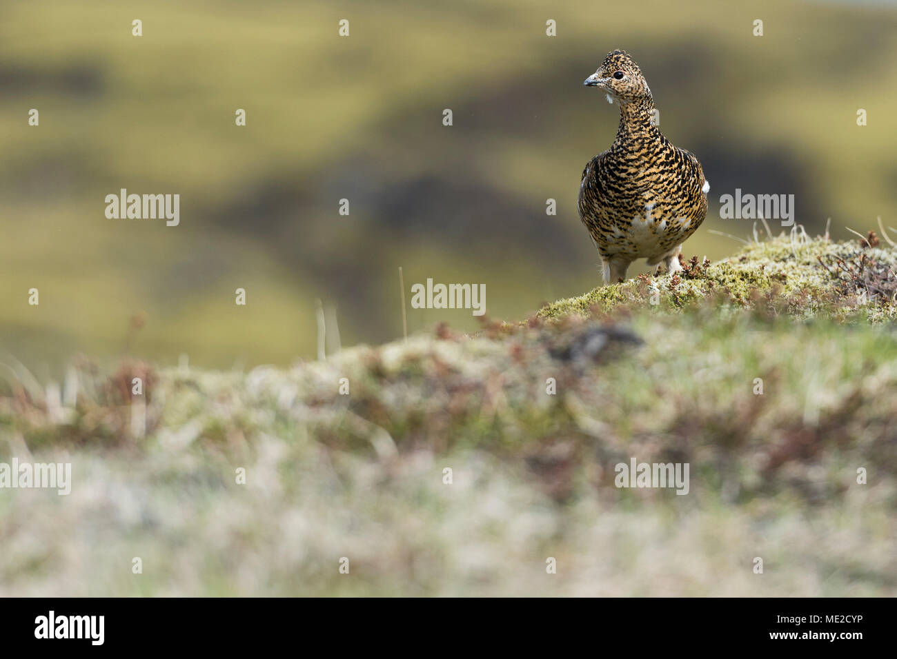 Rock Alpenschneehuhn (Lagopus muta), Weibliche auf moosigen Boden, Hellisheiði Plateau, Island Stockfoto