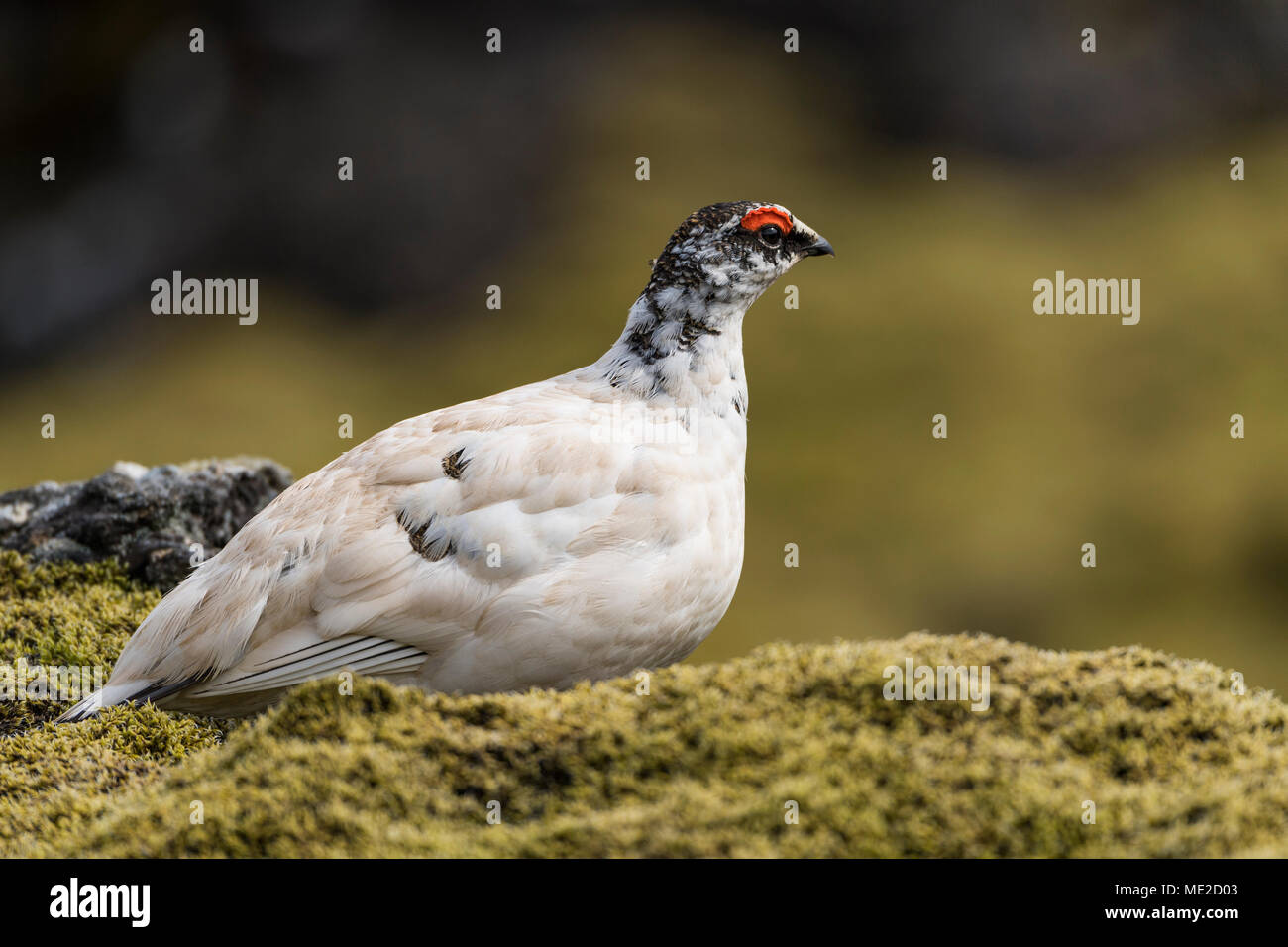 Rock Alpenschneehuhn (Lagopus muta), Männchen auf dem Moosigen Boden, Hellisheiði Plateau, Island Stockfoto