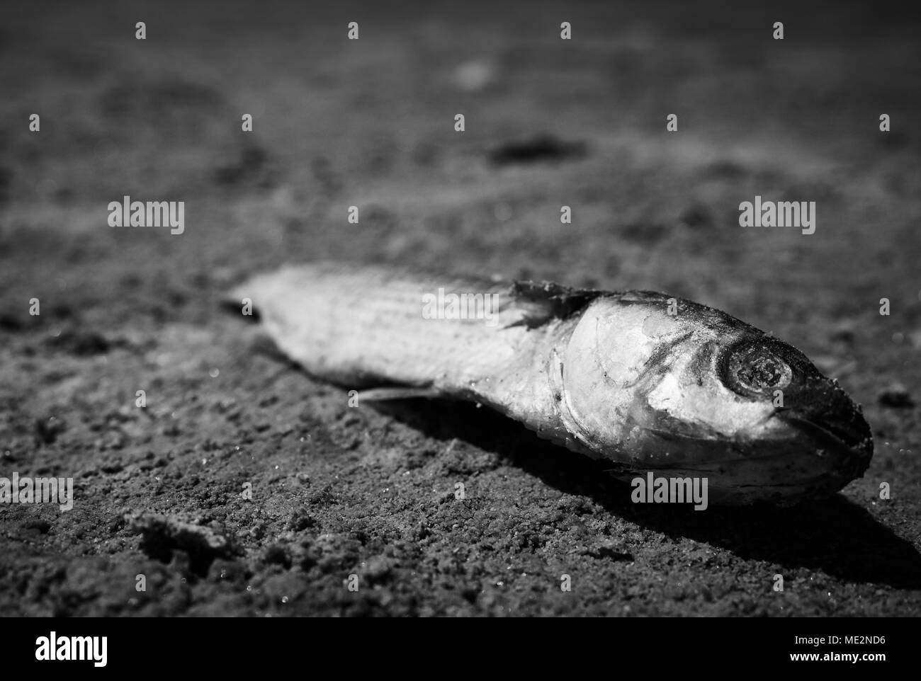 Tote Fische aufgrund der Dürre, die ausgetrocknet ist ein See. Stockfoto