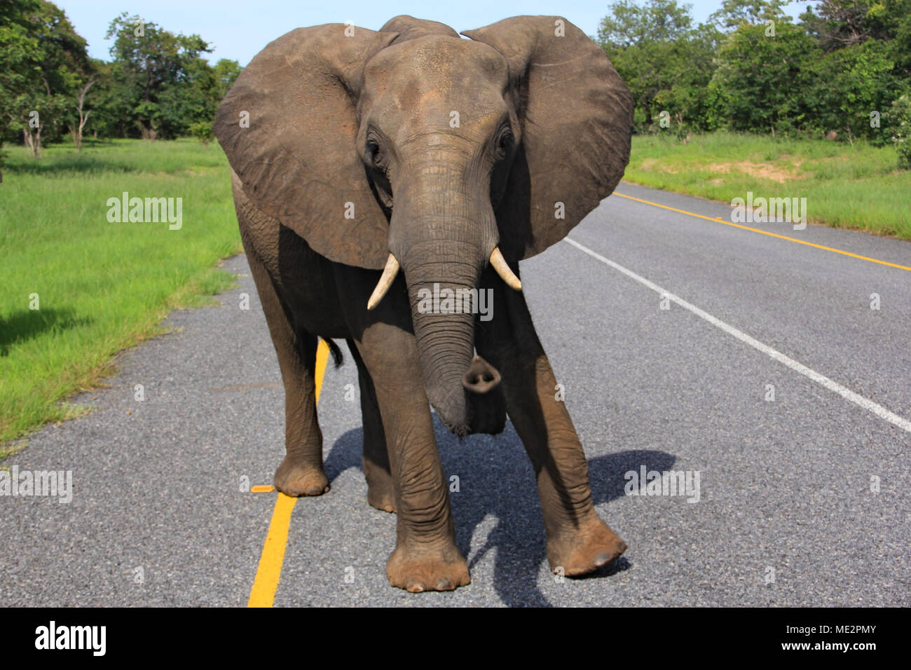 Afrikanische wilde Elefanten auf der Straße während einem game drive Safari in Botswana Chobe Nationalpark Stockfoto