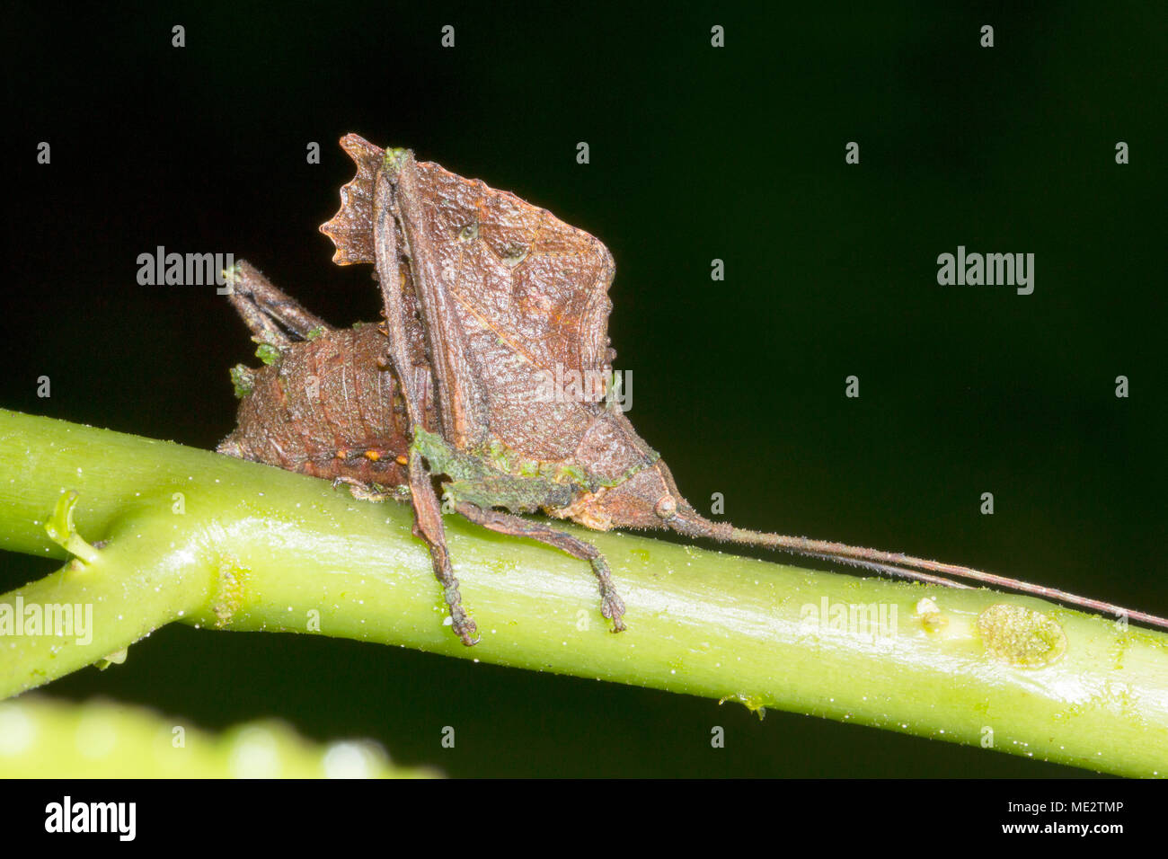 Blatt nachahmen katydid im Regenwald Unterwuchs, Provinz Morona Santiago, Ecuador Stockfoto