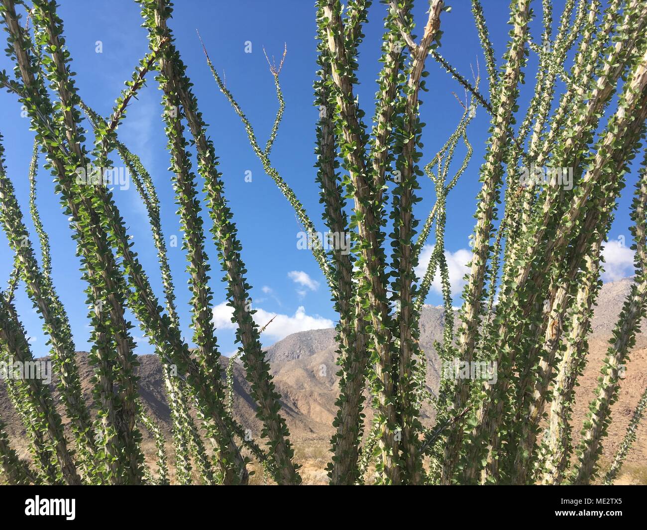 Ocotillo Blatt Detail Stockfoto