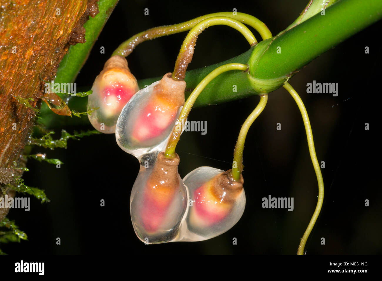 Wachsende Antenne root Tipps des Regenwaldes Kletterer, Familie der Araceae mit verschleimung geschützt. In der Provinz Morona Santiago, Ecuador Stockfoto