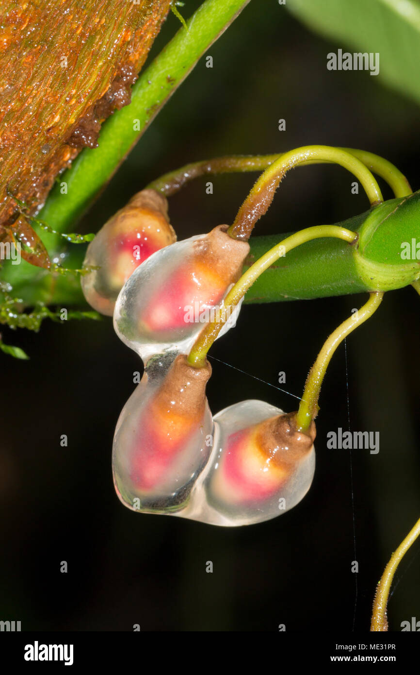 Wachsende Antenne root Tipps des Regenwaldes Kletterer, Familie der Araceae mit verschleimung geschützt. In der Provinz Morona Santiago, Ecuador Stockfoto