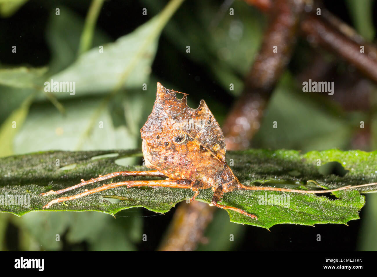 Blatt nachahmen katydid im Regenwald Unterwuchs, Provinz Morona Santiago, Ecuador Stockfoto