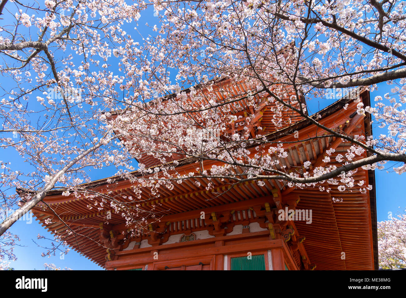 Selektive folcus der roten Schrein behide Kirschblüte in voller Blüte. Cherry Blumen in kleinen Cluster auf einem cherry tree branch, verblassen in Weiß an. Stockfoto