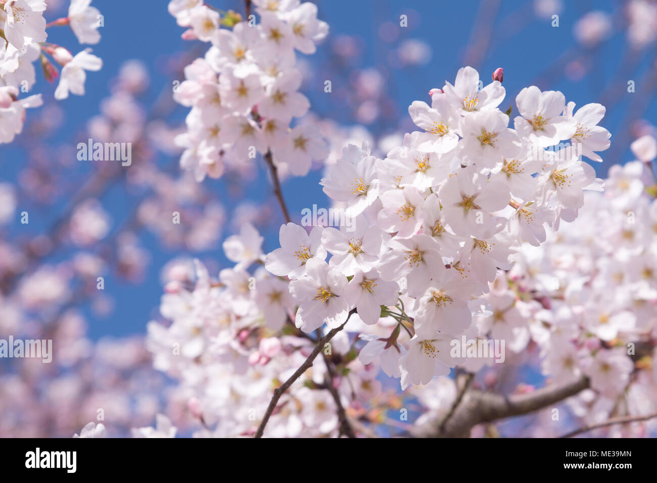 Kirschblüte in voller Blüte auf blauen Himmel blackground. Cherry Blumen in kleinen Cluster auf einem cherry tree branch, verblassen in Weiß an. Stockfoto