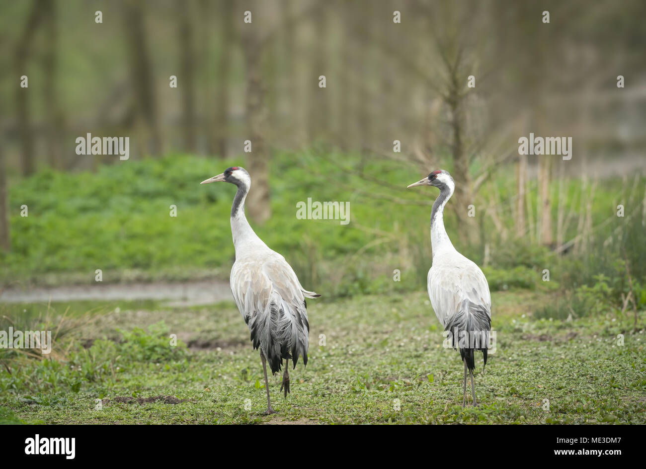 Kranich, Grus Grus, mittlere Feder auf der Sommerset Ebenen Stockfoto