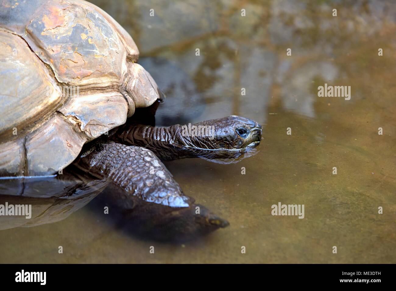 Aldabra tortoise Aldabrachelys gigantea Stockfoto