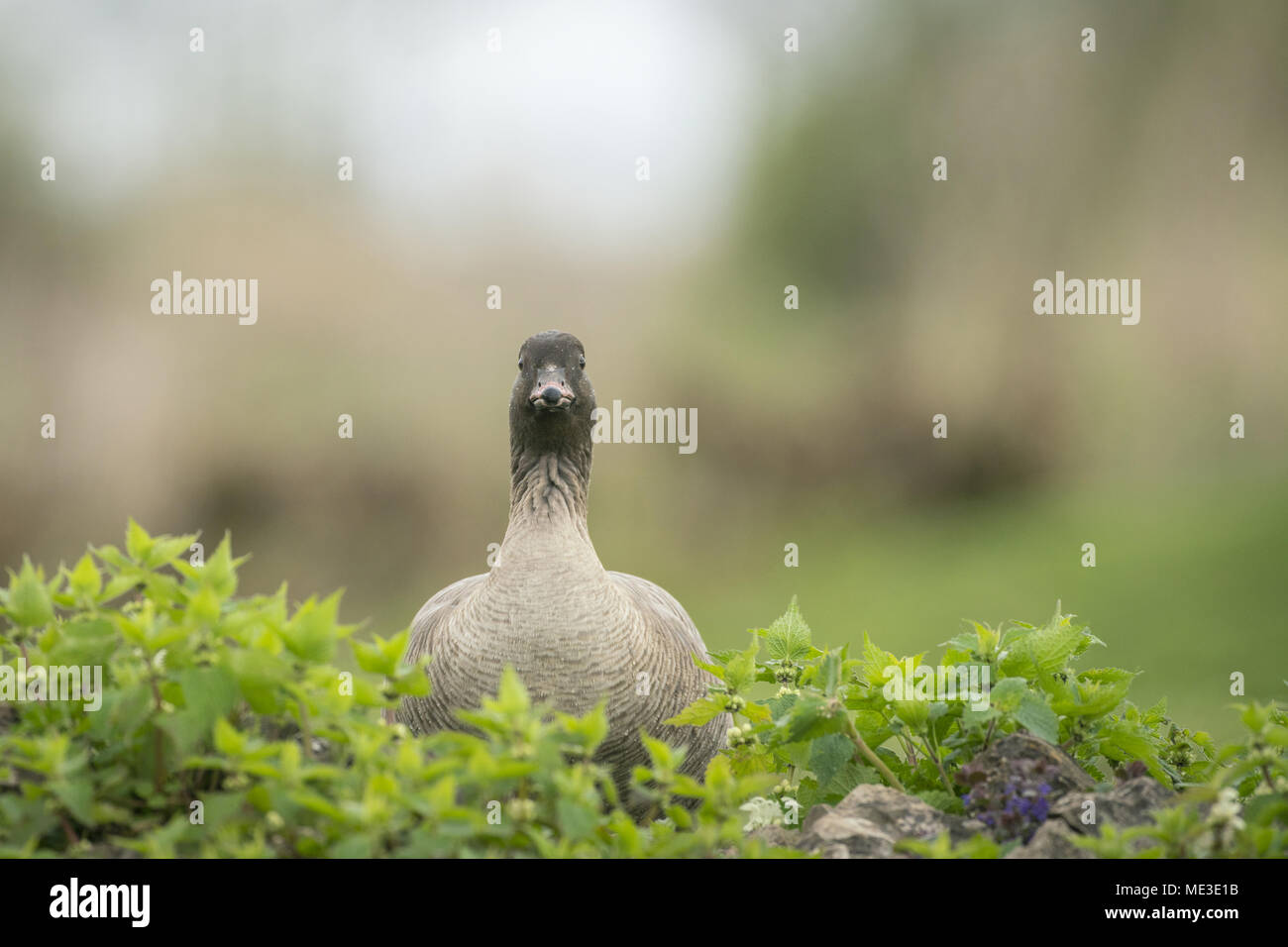 Rosa footed Goose, Anser brachyrhynchus, Fütterung auf kurze 7/8 Weideland am Rande eines Gloucestershire See Stockfoto